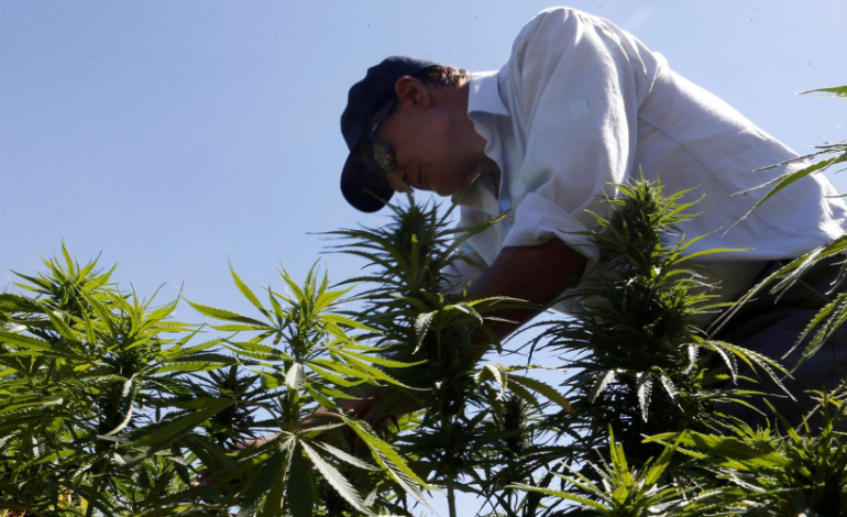 Lebanon legalizes cannabis farming for medicinal use in bid to help ailing economy