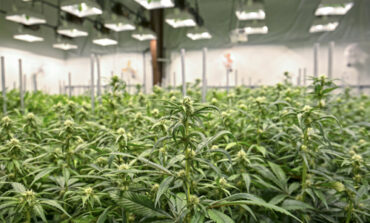 Dearborn Council tables ordinances on medical marijuana grow facilities; institutes 90 day moratorium on new facilities