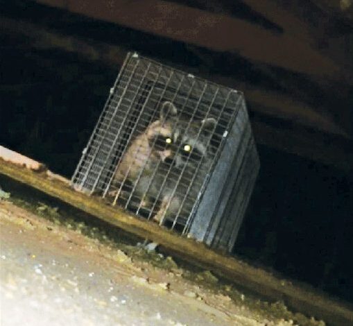 Dearborn Heights residents: lack of services to blame for pests