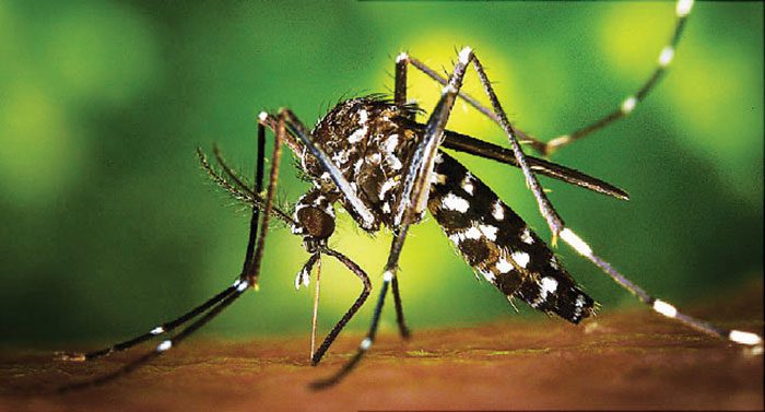 WHO strengthens safe sex guidance when returning from Zika zones