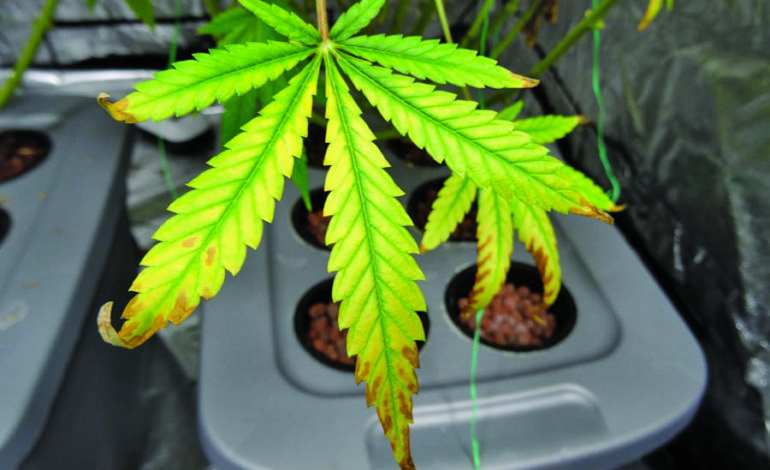 Arab Americans share views on recreational marijuana legalization