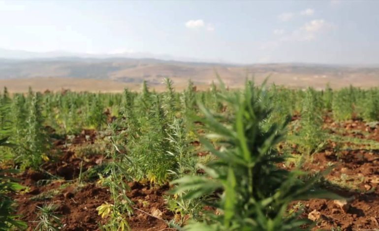 Lebanon to consider legalizing cannabis growing