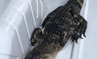 Alligator found and rescued while swimming in Lake Michigan