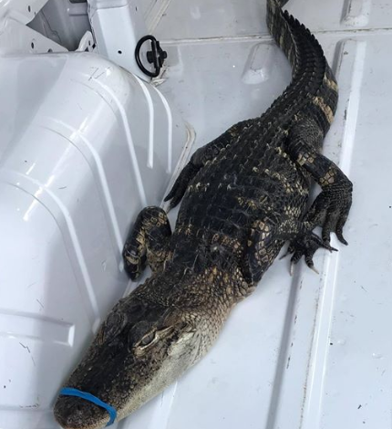 Alligator found and rescued while swimming in Lake Michigan