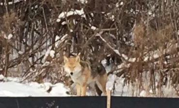 Coyote seen in residential area of Dearborn